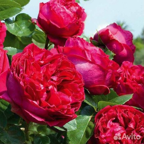 Парковые розы саженцы Ред Эден Роуз