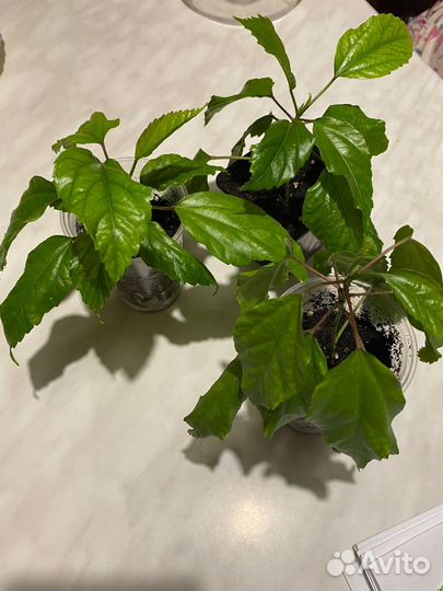 Гибискус простой, жёлтый и красный махровый