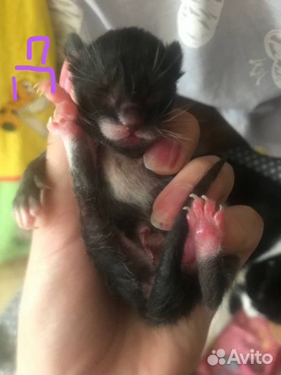 Котята маленькие на бронь