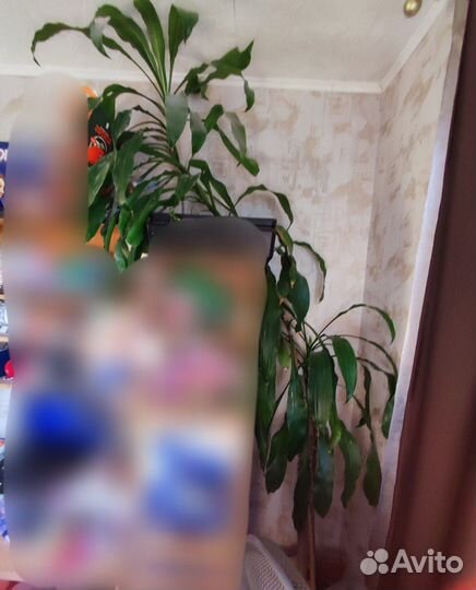 Пальма драцена