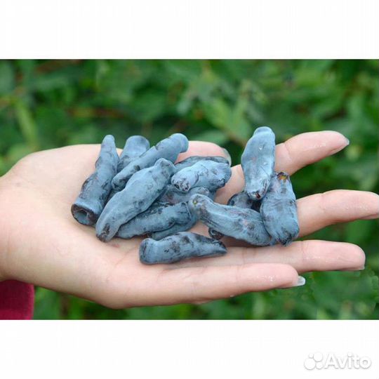 Яблоня, черешня, вишня, голубика, ежевика, жимолос