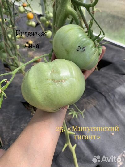 Помидоры минусинские