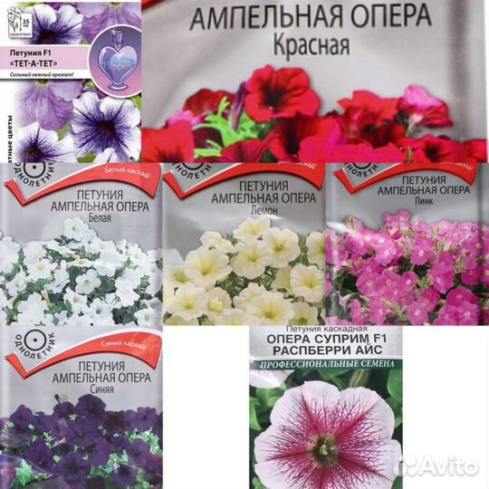 Рассада петунии