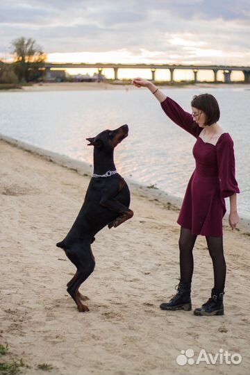 Фотосессия с доберманом, собака для фотосессии