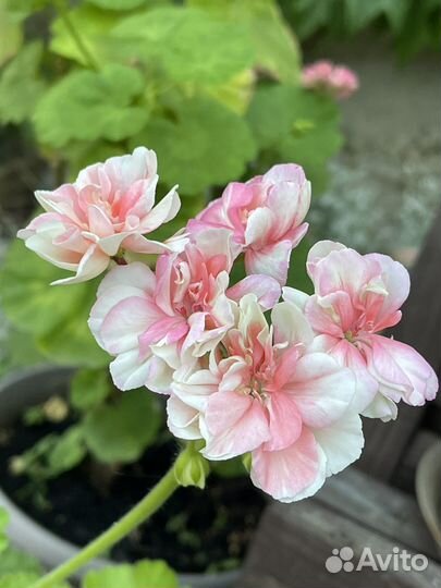 Пеларгония герань