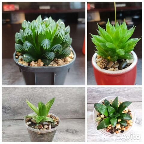 Суккуленты. Хавортии