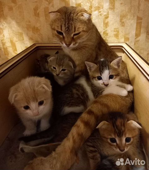 Вислоухие котята бесплатно