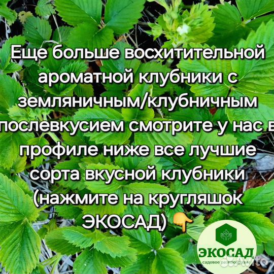 Клубника рассада саженцы лучшие 84 сорта для Новок