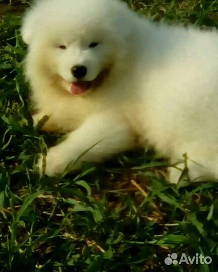 Щенок самоеда