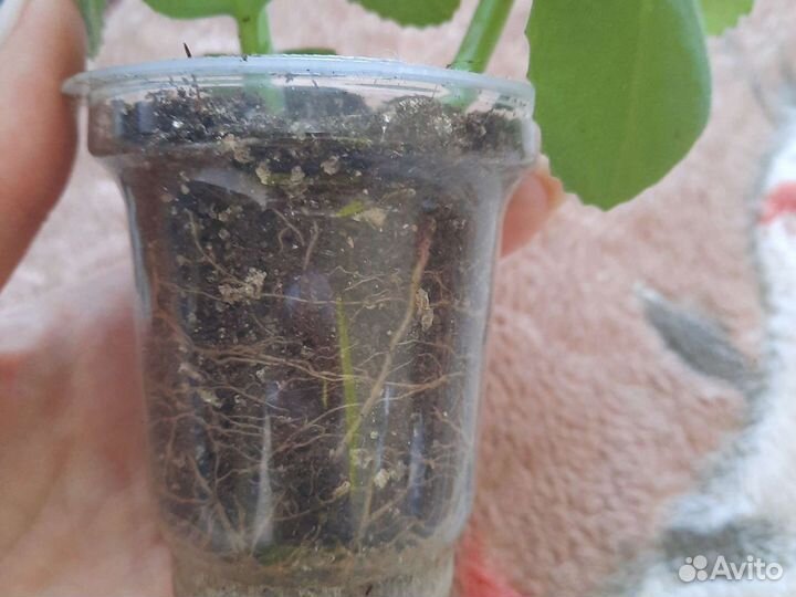 Комнатная мята