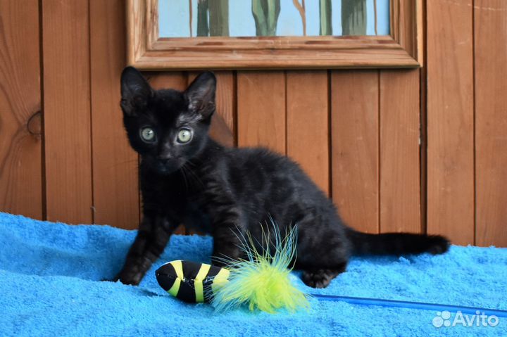 Бенгальский кот меланист