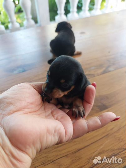 Мини той-терьер щенки