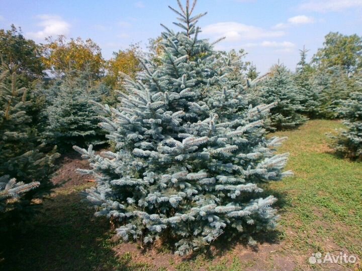 Ель голубая