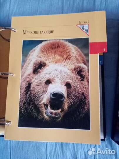 Энциклопедия В мире дикой природы