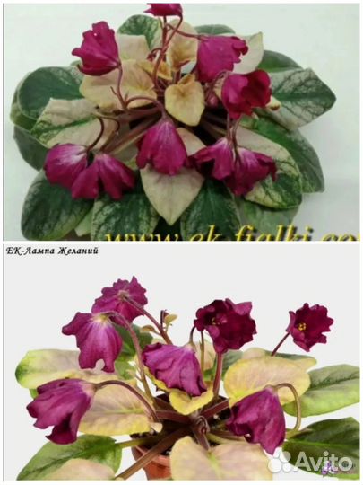 Детки сортовых фиалок