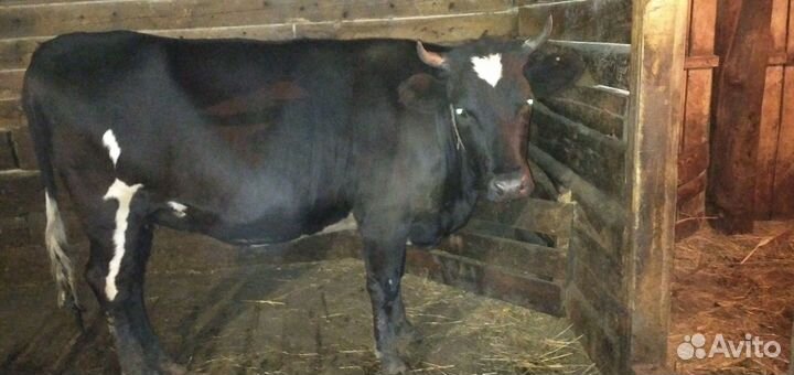 Телка 1 год 8 мес