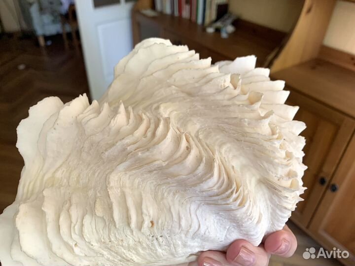 Роскошная раковина ракушка