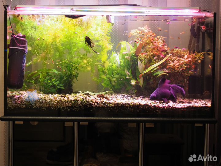 Аквариум