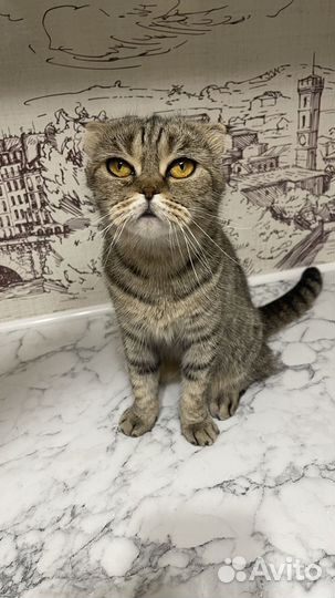 Шотландская кошечка