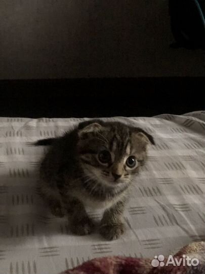 Шотландские вислоухие котята