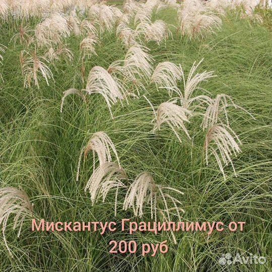 Мискантус,пенисетум,осока,райграс,импера