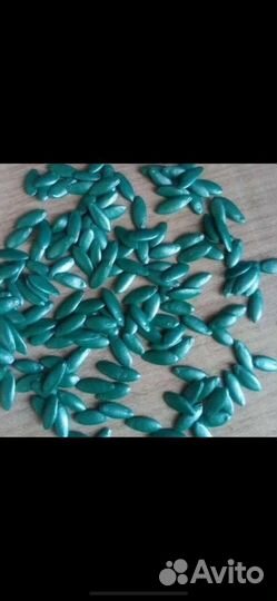 Самый урожайный вид огурцов из Испании Бэрд