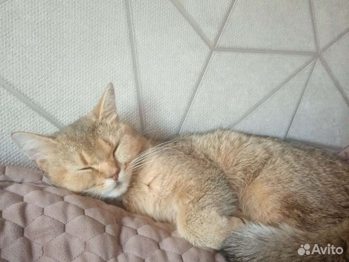 Кошки в добрые руки