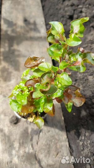 Альтернатера