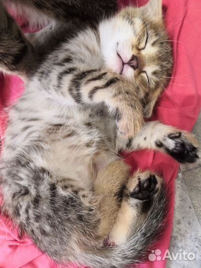 Британская вислоухая кошечка