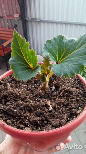 Бегония красная