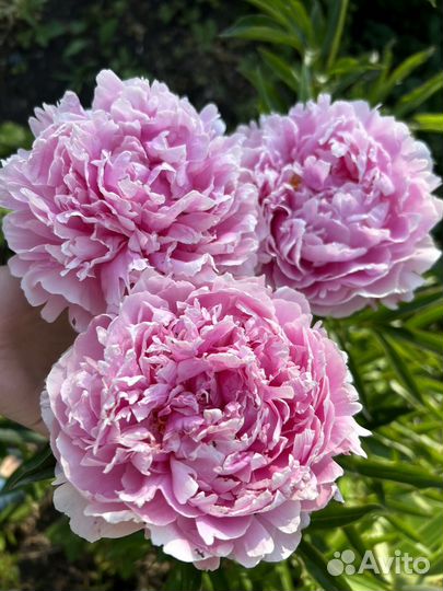 Пионы саженцы корни сара бернард