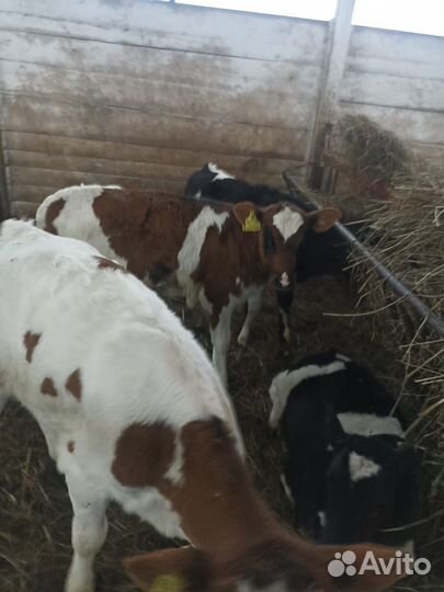 Телята и бычки