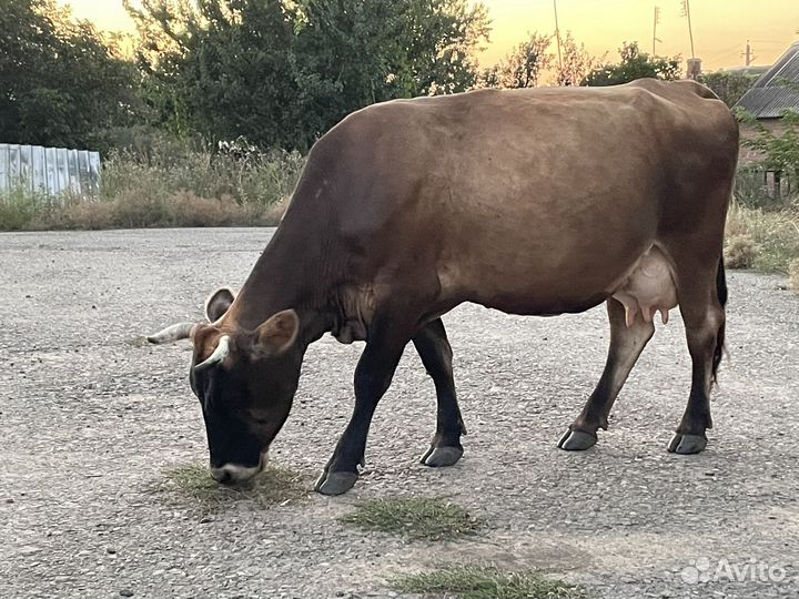 Продается дойная корова