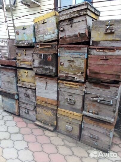 Пчелиные улики