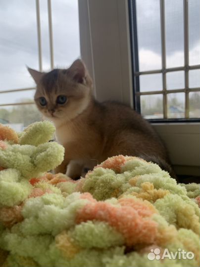 Кошечка золотого окраса