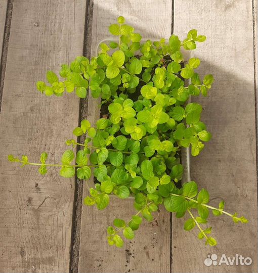 Вербейник монетчатый Lysimachia