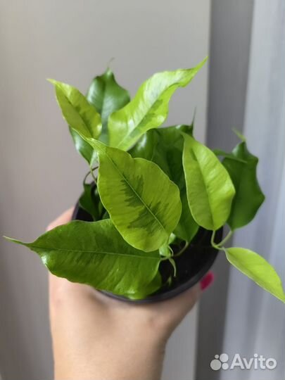 Фикусы разные сорта