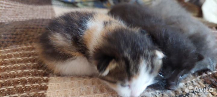 Рыжие котики