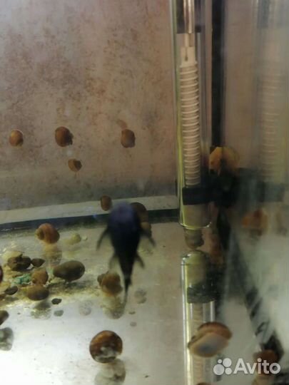 Продам рыбок