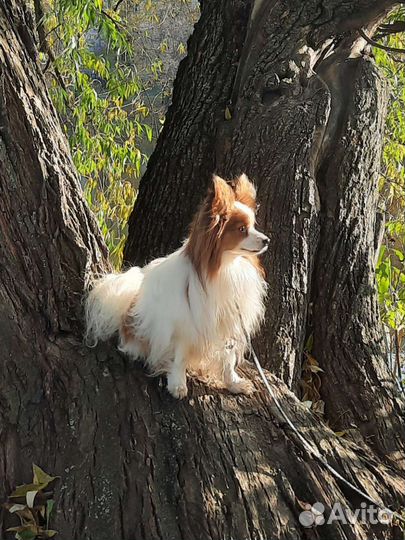 Вязка папийон