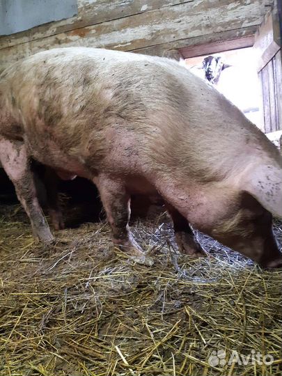 Свиньи дюрок