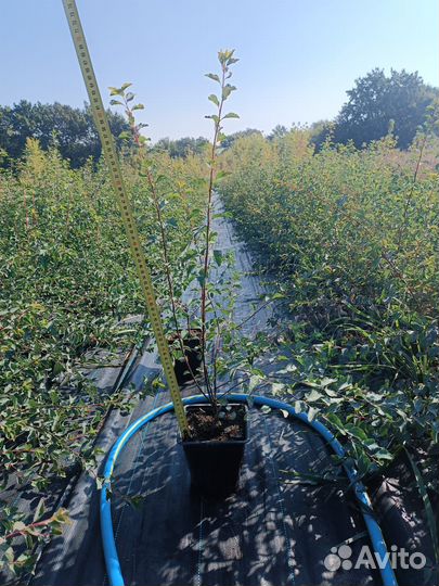 Спирея вангутта