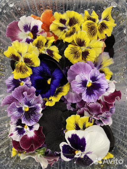 Виола, пищевые цветы