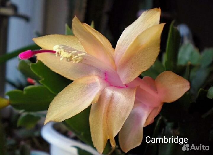 Шлюмбергеры сортовые коллекционные