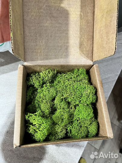Мох стабилизированный