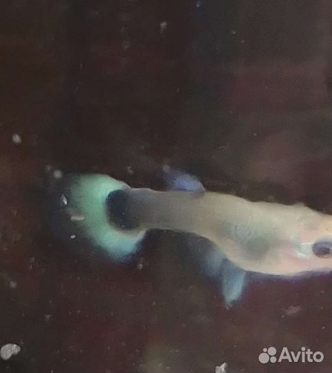 Гуппи канадские, черно- белые, чистая линия