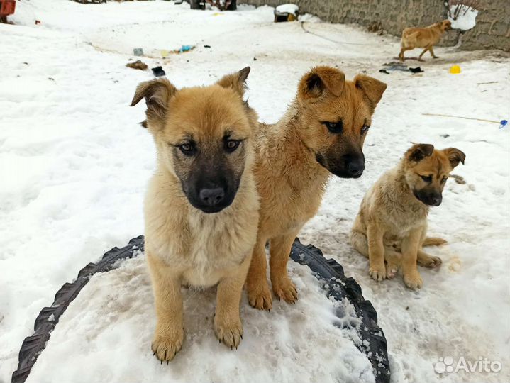 Собаки бесплатно в добрые руки щенки