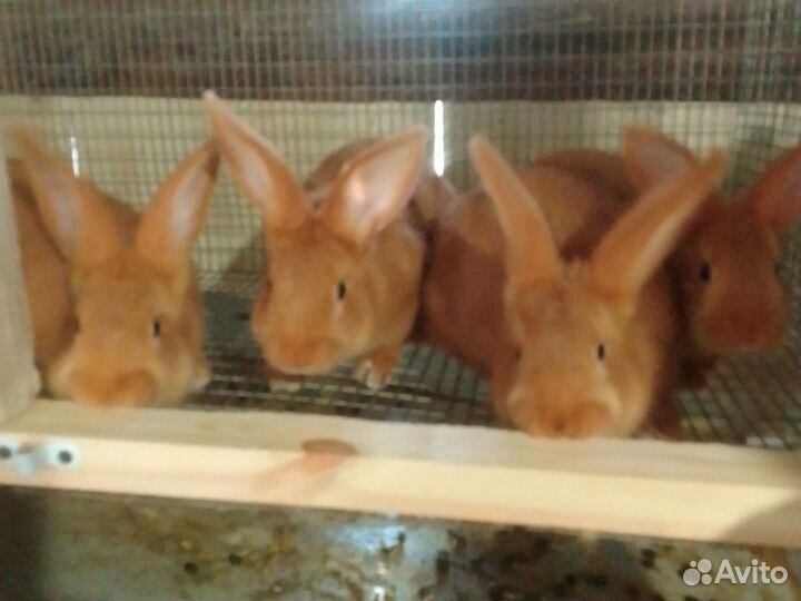 Кролики бургундские 2 месечнные