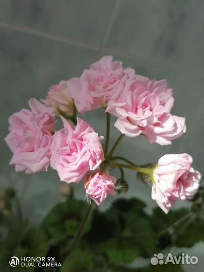 MillfieldRose, Apple Blossom Rosebud