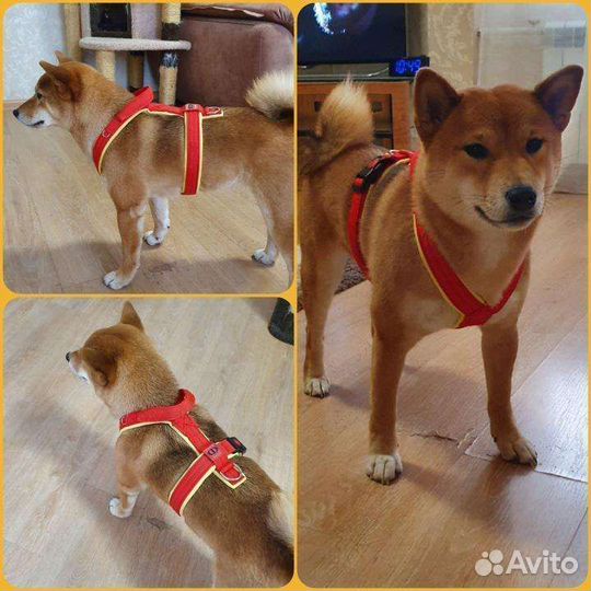 Шлейка для собаки